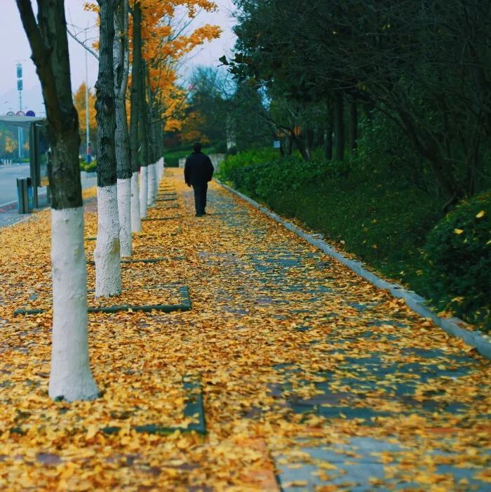 为什么路边很常见的银杏树，还被世界列为濒危物种呢？