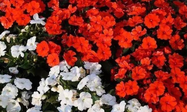  『玫瑰』天气暖和养这种花，价格便宜，比玫瑰还好看，花期能开达大半年