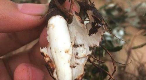  良药■这野草，被称为“小鸡腿”，是“外伤、腹泻”的良药，农