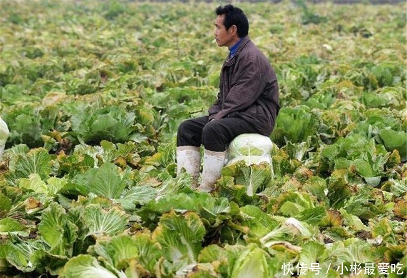  毛钱：一斤不到2毛钱，堆成山没法卖，农民：亩亏数百元，年难过