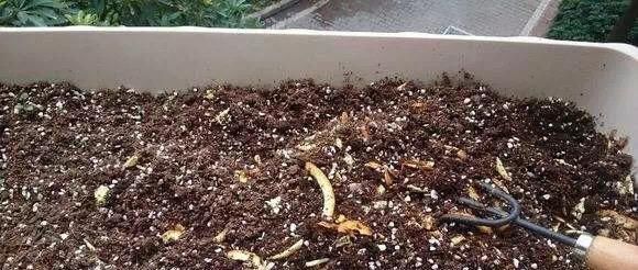  「松软」养花不用买肥料，一个小窍门，生活垃圾变成肥沃透气松软的有机肥