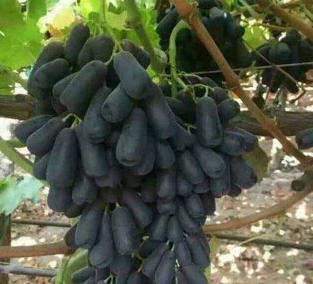  葡萄@现挖发货！抗旱冻不死，结180天的果，碰土就活，3棵让你家