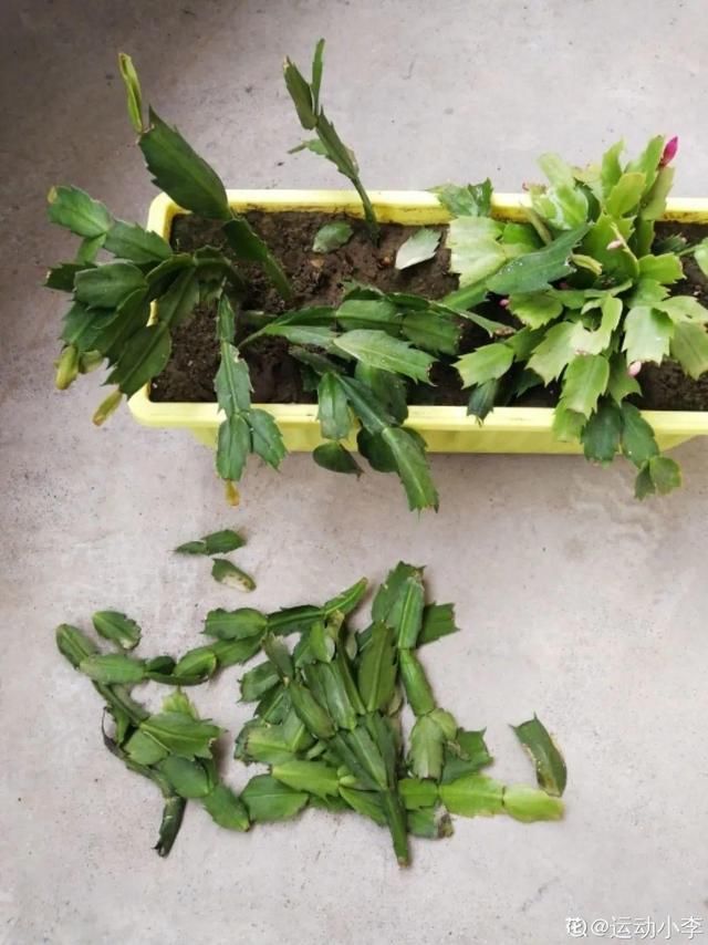  「烂根」天热了，8种花不能乱浇水，小心浇完就死
