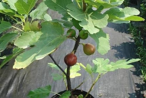  『果实』家中养殖无花果树摸清6点，从购苗到结果，盆栽困难少得多