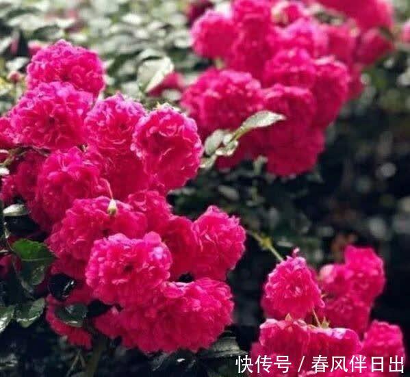甜蜜红木香|少抽一包烟此花都要栽2棵!一年花开180天,遇见就赶紧带回家吧