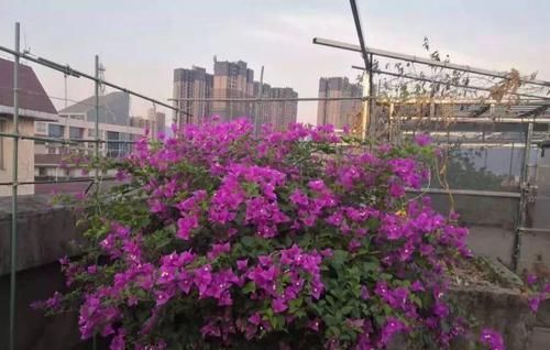  [悠闲]她在楼顶养花种菜，再喂喂鸡，日子过得悠闲又自在！