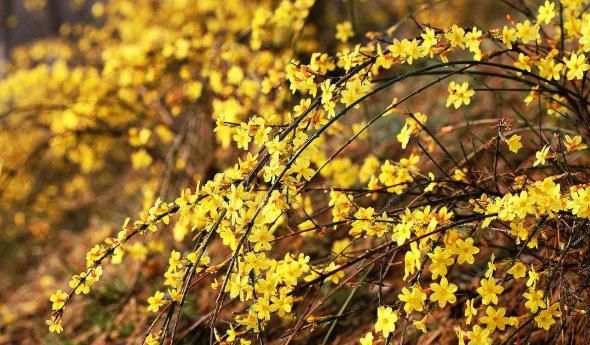  「顺利」春季养花，这款植物值得一试，把握“3个”关键点，顺利生长！