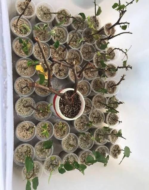  『水里』生活中的小药片，碾碎了丢在水里，用药片水浇花，不黄叶不烂根