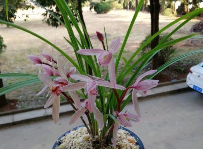 花开:兰花很难养?做好4点,兰花复壮快,长得旺,开花棒,花开多又香