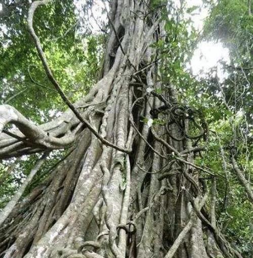  接触：在湿润的雨林中，有1种“箭毒木”，汁液含有“剧毒”，别接触