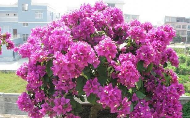 『催花』养殖三角梅用什么肥料好?生长靠黄豆肥,催花用上磷酸二氢钾