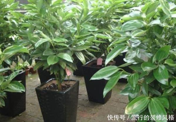  「家里」家里养花别乱摆，这4种花家里至少摆1盆，个个都是“吉祥”花！