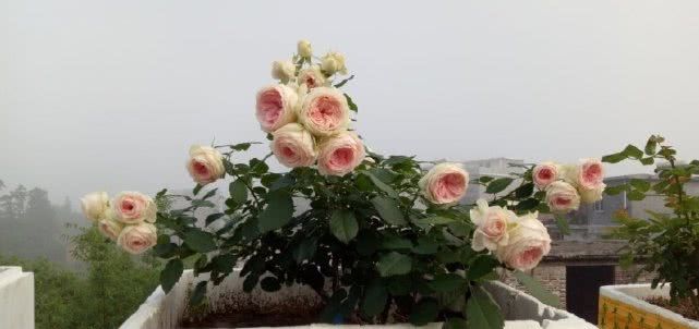  【值得】最佳阳台盆栽植物，花色漂亮且栽培容易，四季开花不断值得入手