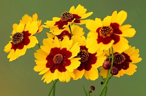 「名流千秋」5款艳丽的菊花,全年开花不断,花姿卓越,开花勤还爱爆盆,超美