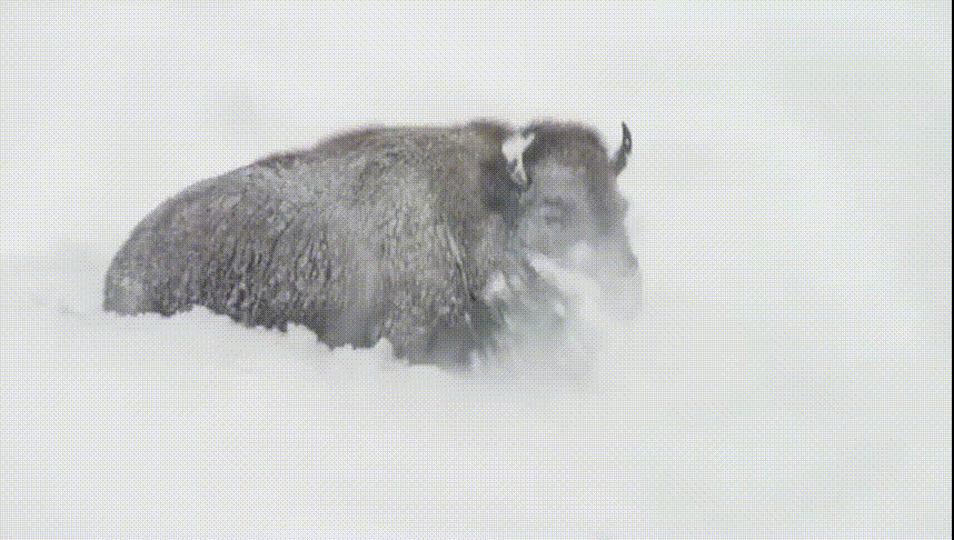 冷冷！寒潮已到达！你在发抖，国宝却不冬眠，连猴子都在泡温泉