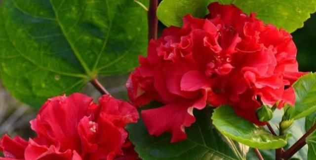 「一朵花」阳台盆栽大“红花”,比普通花大2倍,一朵花就开满一个盆