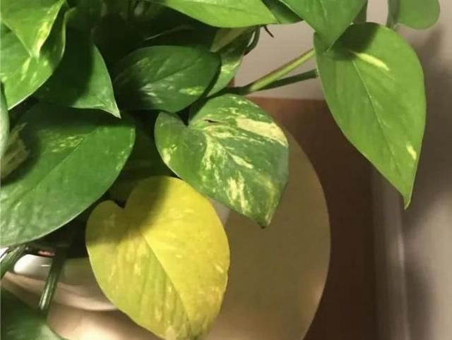 『室内观叶植物』家里养的观叶植物叶片容易腐烂、发黑,还不断黄叶枯萎,啥情况?
