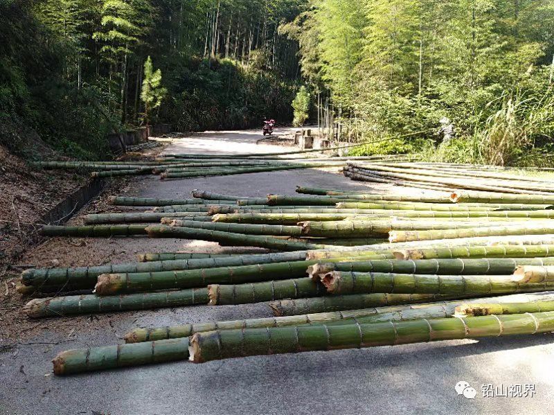 路上“飞”毛竹，人车靠两边