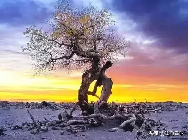 雪后的中国胡杨林，才是真正美爆了!