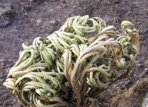 『种植』叶片独特的1种“野草”,在悬崖边生长,拔1棵就少1棵,珍贵!
