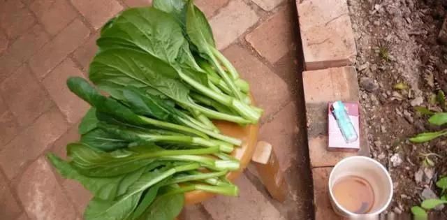  时光■花园菜园打造记：守望家园，守望宁静时光！