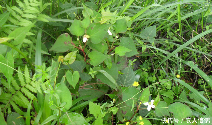 农村有3种野菜营养价值高，第1种打雷后才出现，你们吃过几种？