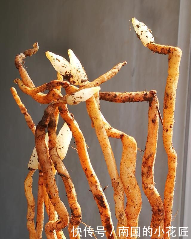 【阳光照射】兰花种植不服盆?原因就是这4条,实用技巧告诉你