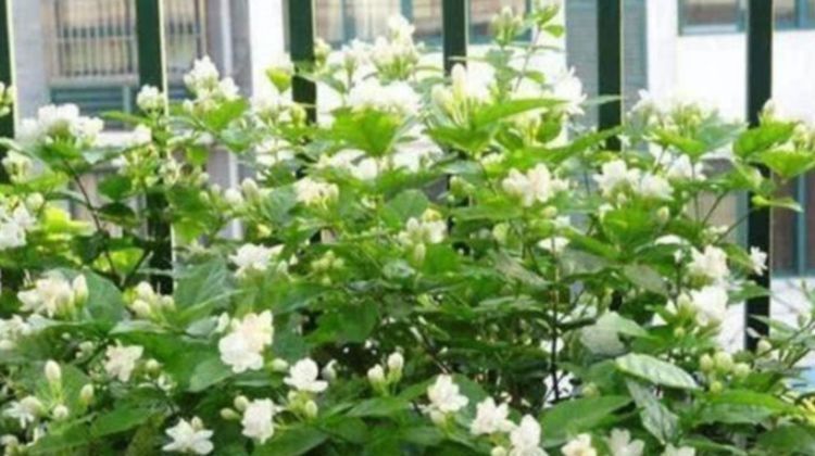  『漂亮』3种花养卧室，促进睡眠质量，植株漂亮上档次，一觉睡到自然醒！