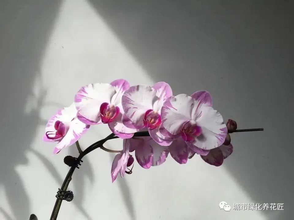  居然■蝴蝶兰的根系绿色好还是白色好？蝴蝶兰的根系居然能进行光合作用