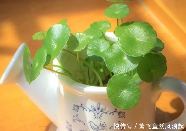 『发芽』4种花“不用买”,一片叶子就能生根发芽,很多人都不知道!