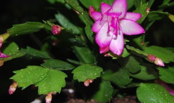  植物■绿叶植物蟹爪兰，叶子发红？多是两点原因造成，花友要好好护理