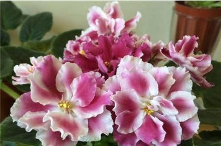  『小花』这几款小花，堪称是开花机器，不黄叶开花勤，阳台变温馨小花园