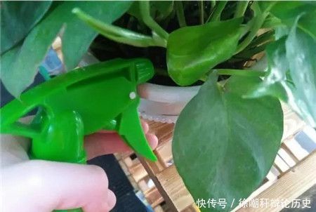 『现黄叶烂根』养花浇水,这几个错误别犯,不然养啥花都黄叶烂根,学会一生受用