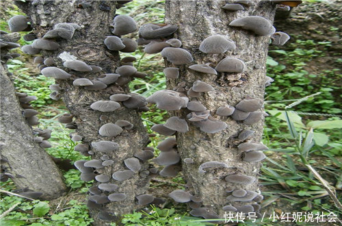 山里的一种“天然宝贝”，以前人们不稀罕，现在一斤60多