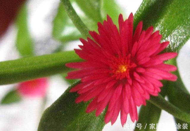  『适合』3种花很好养，开花量大不操心，爆盆简单花色艳丽，适合新手养护