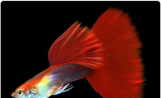  【均表现为】孔雀鱼太好繁殖啦，所以孔雀鱼的品种多到让你数不过来！