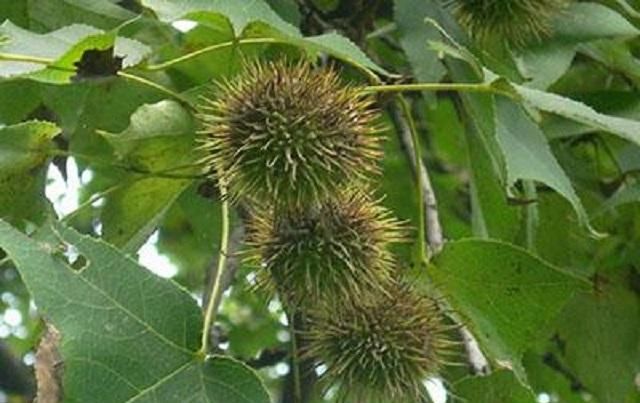  木材|这棵树在农村很常见，树高郁葱葱，农民是无用的木材时，不知道果实是宝贝