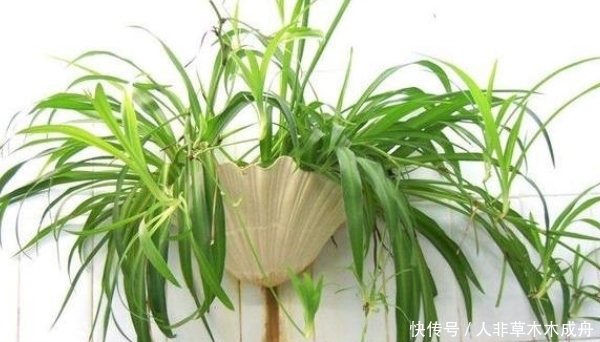 养分|家养吊兰干尖黄叶子,给它“喂”点糖,你竟还不知道作用这么大