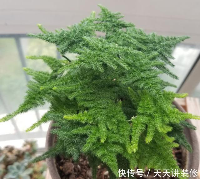 就行|“手把手”教会你养文竹,一年长成“小森林”,郁郁葱葱太美了