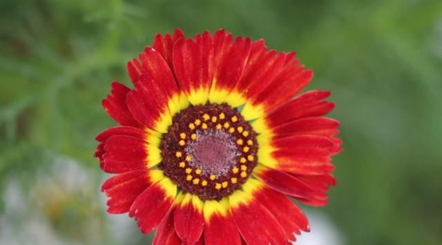  「生长旺季」花环菊怎么养?花环菊的种植和养护方法介绍