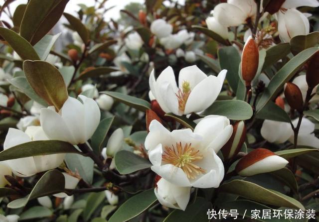  家里|这花只开一半花，香味却能飘老远，养在家里闻花香