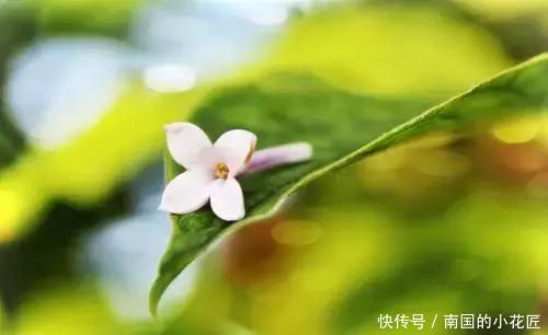 竟然|四种“叶上花”,竟然真的在叶子上“开花”,罕见又别致!