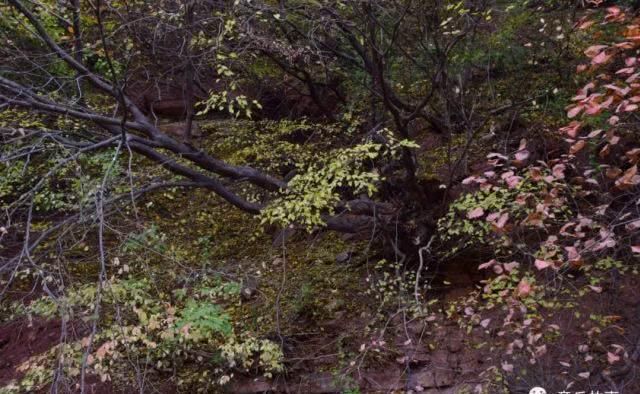 章丘南部山区有一片罕见的珍贵树木