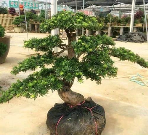  「妙用」盆栽控旺的几个妙用你会吗？学会控旺枝更粗，花更多，型更美