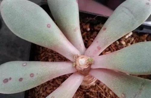  [光照]撸叶片能长的快？可千万不要这么做，撸叶有风险，养肉需谨慎