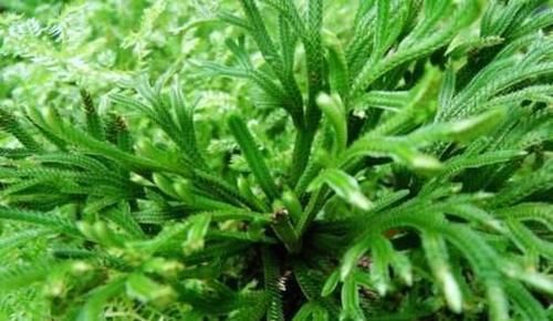  [值钱]野外碰见这种“草”，挖回家做盆景，人称“还魂草”很值钱