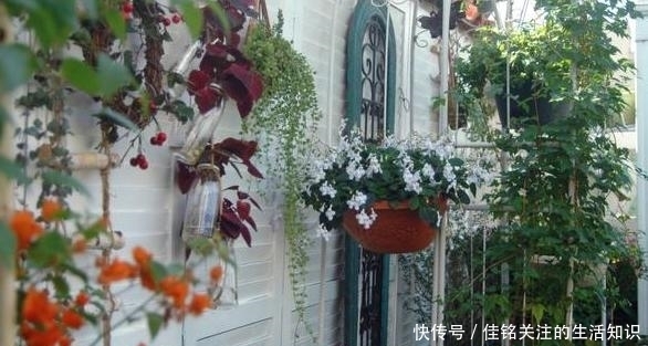  植物|想在家赏花、盆栽植物？种上1款茉莉花，阳台嗖嗖变成花海