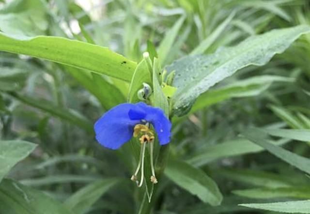  [植物]农村的1种“鸭跖草”，在春天长势快，花朵像“蝴蝶”，珍贵！