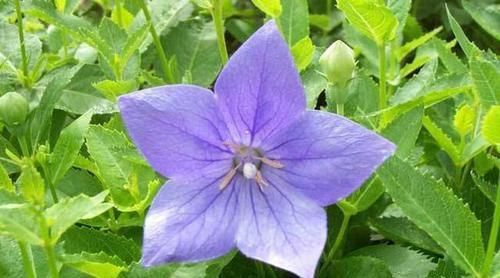 【根茎】盆栽这野花即能赏花又能食用,花色美丽多彩,根部腌咸菜清脆可口
