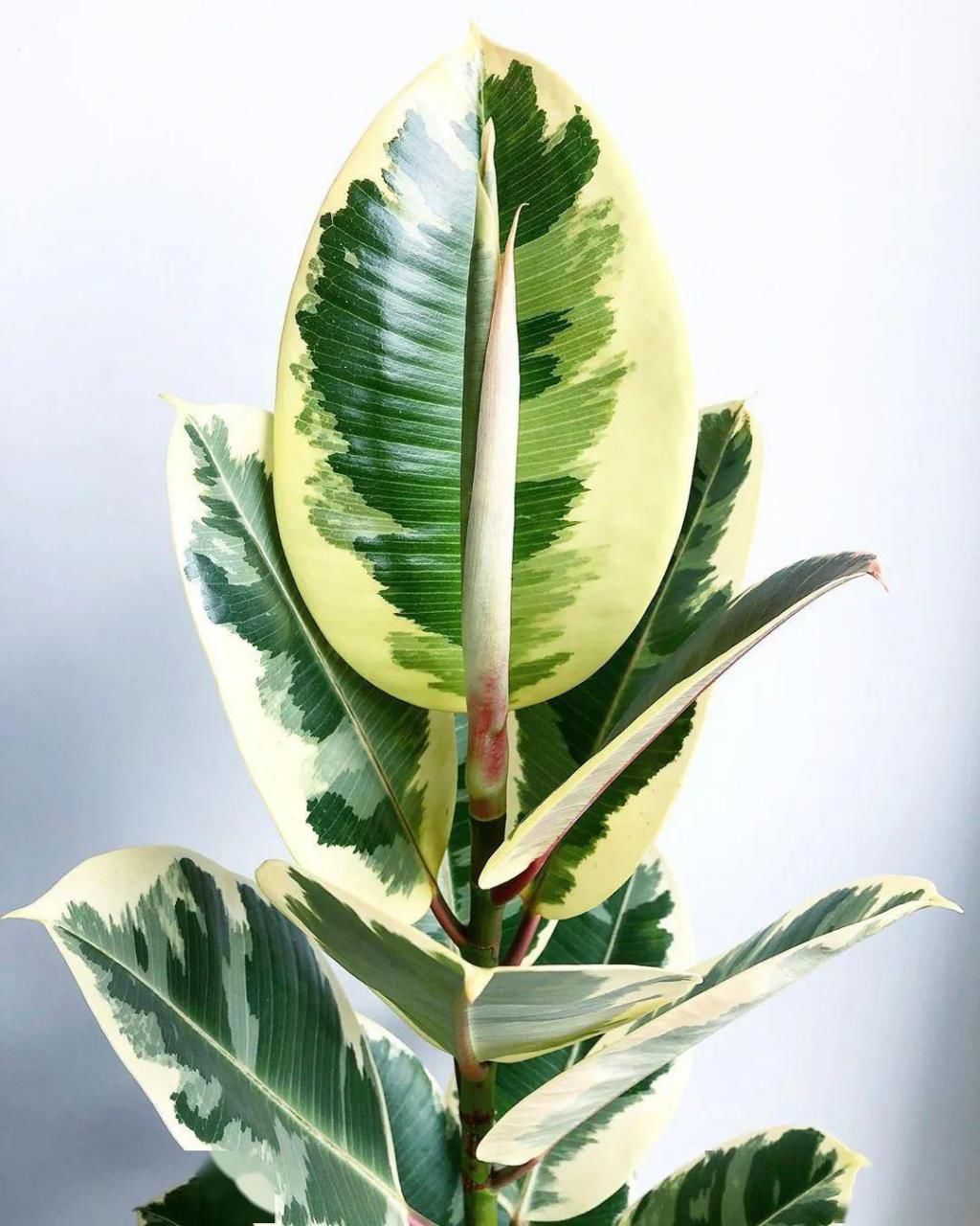 「本大叶伞」别人家这些时髦又好看的绿植到底叫什么?
